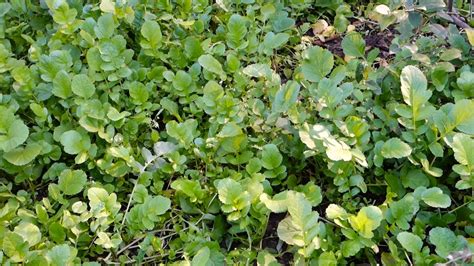 Radish Raphanus Sativus Plantation In An Organic Indian Garden Green