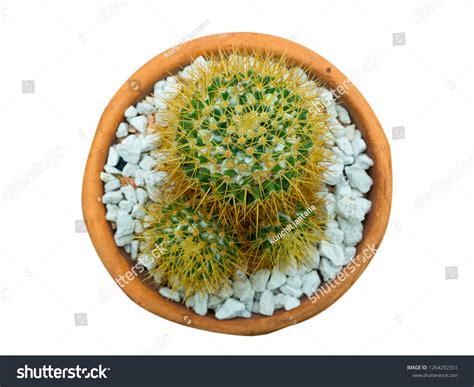 Mammillaria Nivosa Beautiful Cactus On White Stock Photo 1264292551