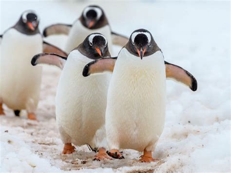 World Penguin Day 2024 6 Facts About Endangered Penguin Species