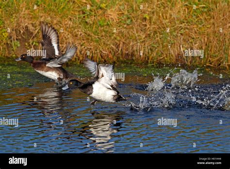 Tufted Duck Aythya Fuligula Pair Flying Off From The Water Side