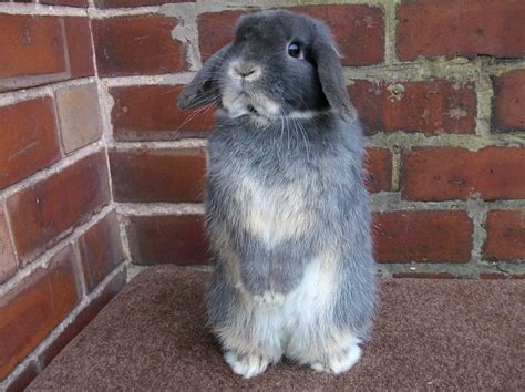 Grey Mini Lop Eared Rabbit Mini Lop Rabbit Fluffy Rabbit Lop Bunnies