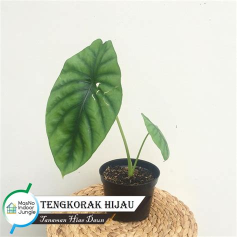 Jual Tanaman Hias Keladi Tengkorak Hijau Tanaman Daun Alocasia