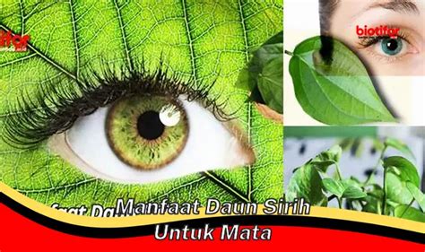 Manfaat Daun Sirih Untuk Mata Yang Perlu Anda Ketahui Biotifor