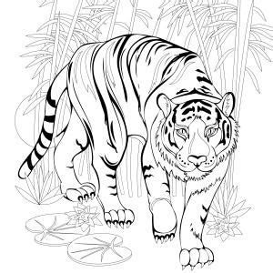 Coloriage de Tigre tous nos dessins à imprimer gratuits