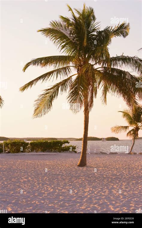 Palm trees on the beach, Miami, Florida, USA Stock Photo - Alamy