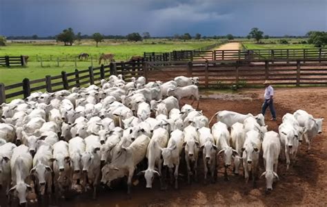 Maior fazenda de Goiás à venda por R 5 bilhões veja Conteúdo e