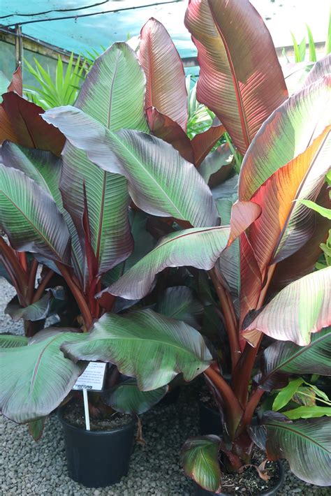 Abyssinian Red Banana Ensete Ventricosum ‘maurelii Coast Palms