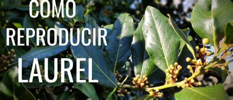 Guía completa sobre cómo reproducir el laurel de jardín técnicas y