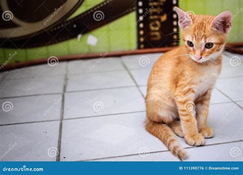 Orange Cat Sit On The Floor Stock Photo Image Of Leaf Flowers 111390776