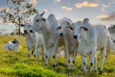 Ra O Para Gado Saiba Qual A Melhor E Como Escolher Agro News