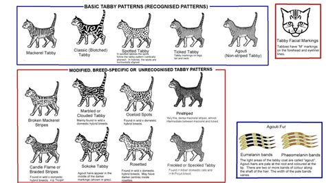 Color Genetics Tabby Cat Colors Spotted Cat