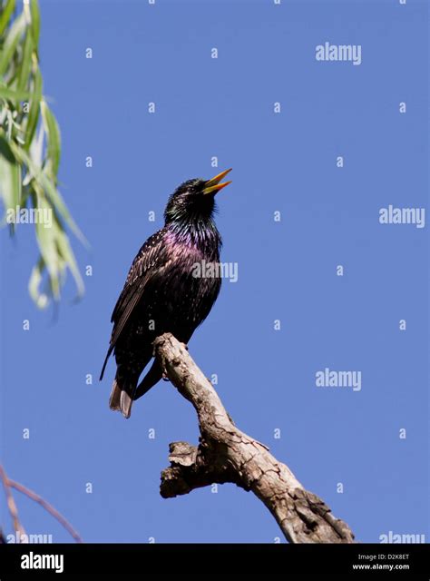 Male Common Starling singing in a dry branch of willow Stock Photo - Alamy