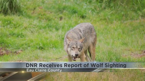 Wisconsin Dnr Comments On Alleged Wolf Sightings In Eau Claire County Youtube