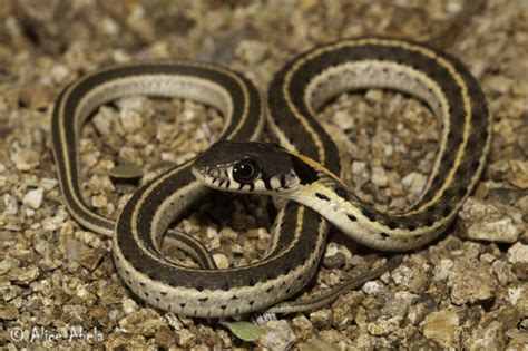 Culebra Lineada Del Bosque Subespecies Thamnophis Cyrtopsis Cyrtopsis