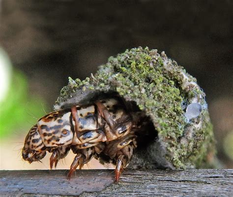 Bagworm moth caterpillar | Moth caterpillar, Moth, Caterpillar