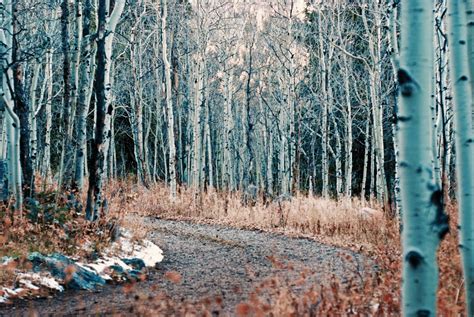 Free Images Tree Nature Forest Branch Snow Winter Wood