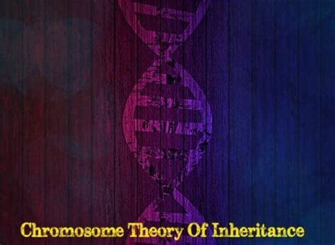 What Is The Chromosome Theory Of Inheritance? | Biology Explorer