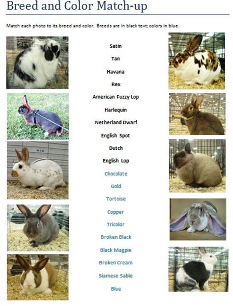 Rabbit Breed Identification And Color Match Up Rabbit Smarties