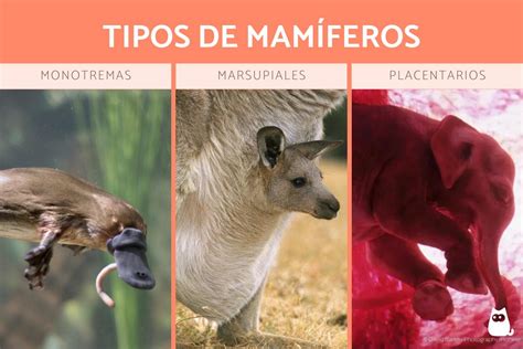 Animales Mamíferos Características Tipos Y 70 Ejemplos Con Fotos