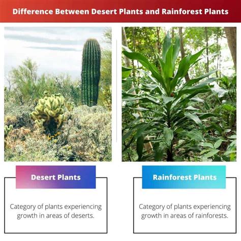 Desert Plants vs Rainforest Plants: Difference and Comparison