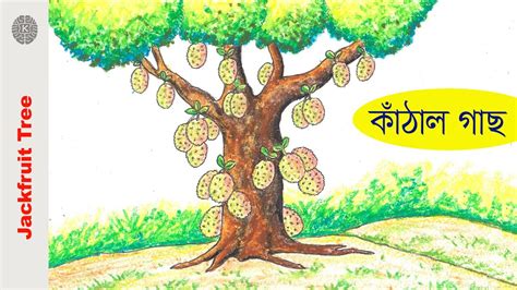 How To Draw Jackfruit Tree Very Easy Step By Step Fruit Tree Drawing