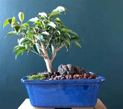 10 Best Indoor Bonsai Trees For Beginners Love For Bonsai