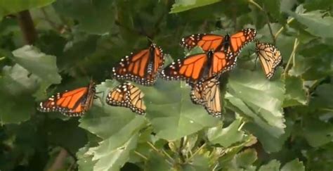 Video Thousands Of Monarch Butterflies Head South To Mexico Spokane