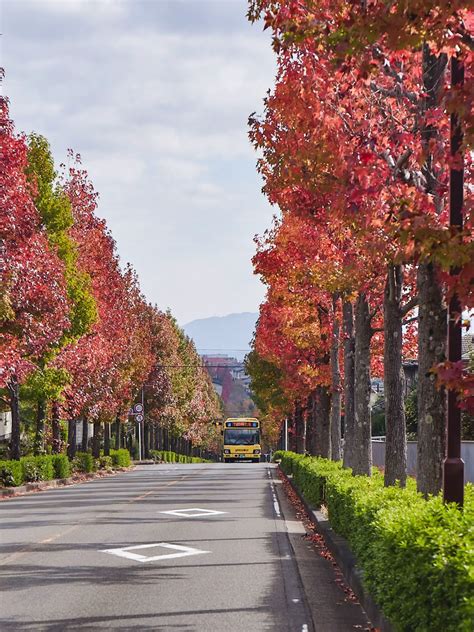 【関西紅葉シリーズ①（見頃かなり早い：10月末頃〜）】桂坂のモミジバフウ並木（京都） Bird癒しと幻想の絶景旅が投稿したフォトブック