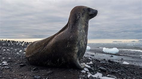 How a Wayward Antarctic Seal Ended Up on a Brazilian Beach