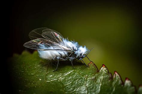 Woolly Aphids - A-Z Animals