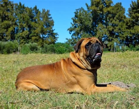 500 Perfect Male and Female Bullmastiff Dog Names 2024