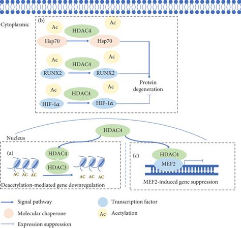 A Schematic Of HDAC4 Function And Interaction With Cellular Substrates