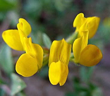 Petty Bird S Foot Trefoil