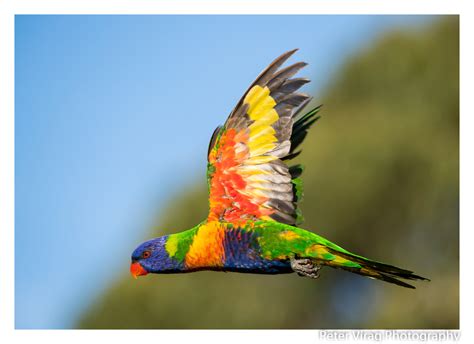 Cockatoos & parrots - Wildlife Photography on Fstoppers