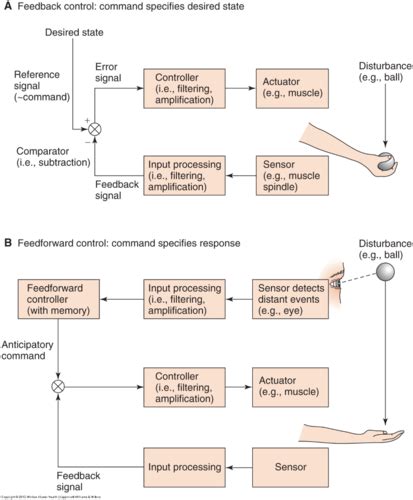 Motorcontrol Lifespan Motor Control And Motor Learning Normal Reach