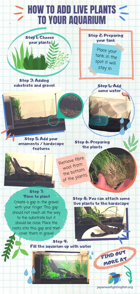 How To Add Live Plants To Your Aquarium Step By Step