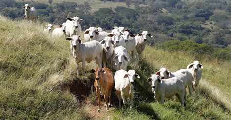 Antioquia Busca Una Ganader A Amigable Con El Medio Ambiente