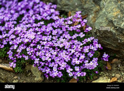 Purple Rock Cress Aubrieta Deltoidea Stock Photo Alamy