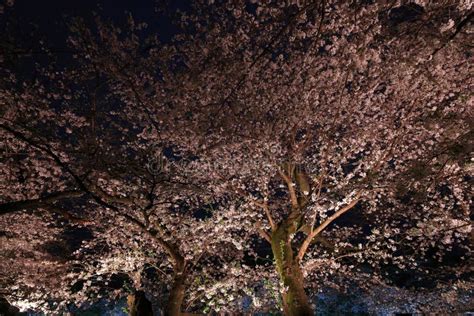 Parque De Chidorigafuchi Con Flor De Cerezo De Primavera Sakura En La