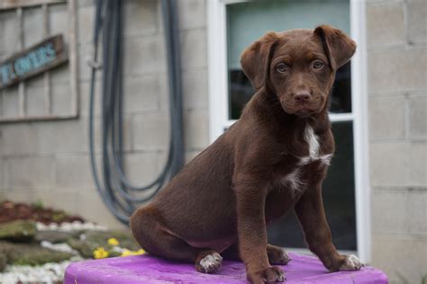 Australian Shepherd/Chocolate Lab Mix For Sale Baltic OH Female Chocol ...