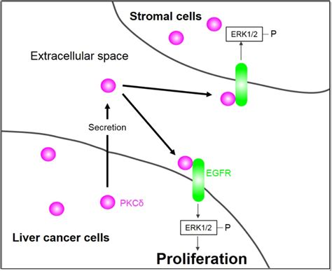 Protein Kinase C Delta Pkcδepidermal Growth Factor Receptor Egfr Download Scientific