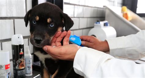 M Xico Inaugura El Primer Hotel Para Perros Y Gatos Abandonados