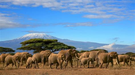 Gorgeous Herd Of Elephants wallpaper | animals | Wallpaper Better