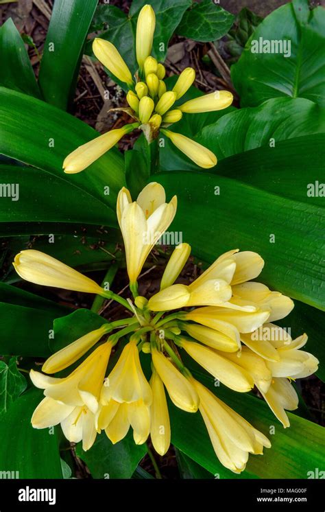 Clivia Amaryllidaceae Clivia Miniata Kaffir Lily Cypress Garden