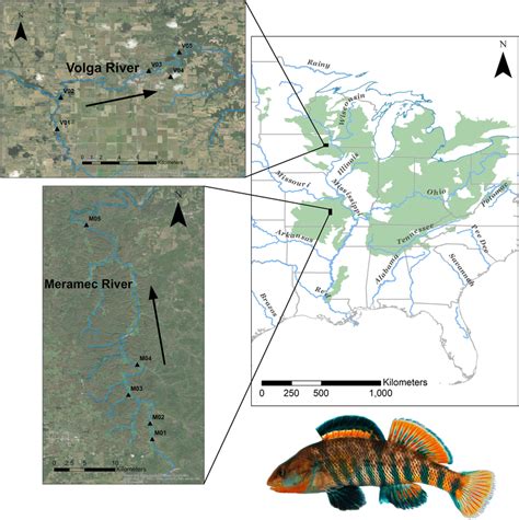 The approximate geographic distribution of the rainbow darter ...