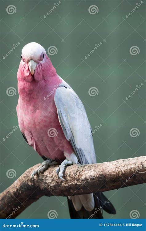 A Galah Eolophus Roseicapilla Also Known As The Rose Breasted