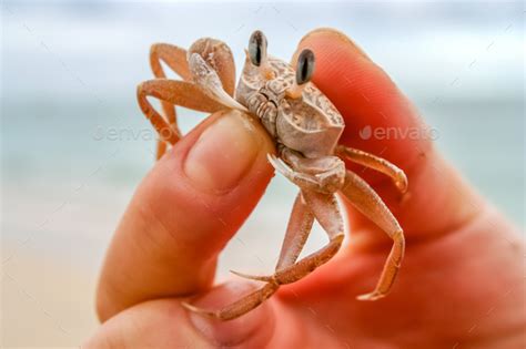 Tiny Crab In Human Hand Stock Photo By Pawopa Photodune