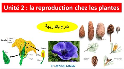 La Reproduction Chez Les Plantes Svt Tcsf Youtube