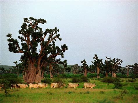 I Baobab Senegal Orientamenti It In Viaggio Viaggi Viaggio