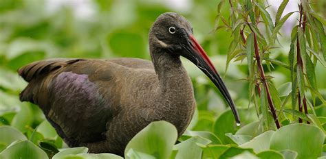 Oakland Zoo | Hadada Ibis